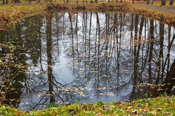 Bir havuzda sonbahar orman yansıması
