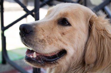 Golden retriever yakın çekim