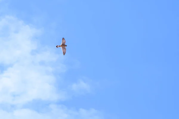 Parrot Flying Clean Blue Sky — Stock Photo, Image