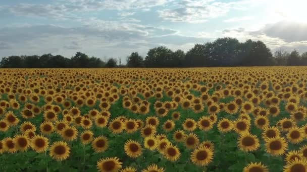 Flygfoto. Vackert jordbruksfält med blommande solrosor. Blomsterfält solros mot himlen. Närbild. — Stockvideo