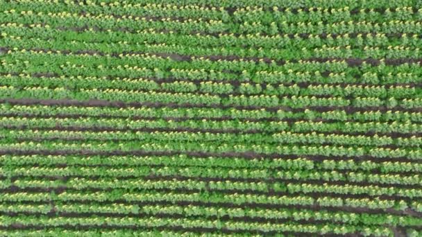 Vista aérea, de um campo de fazenda de girassol . — Vídeo de Stock