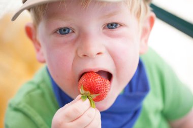 Küçük çocuk çilek yiyor.