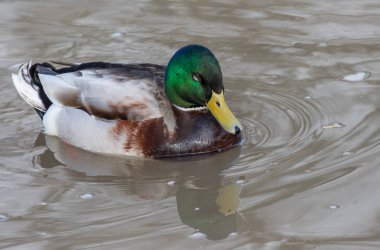 Main Nehri'nin su, ördek