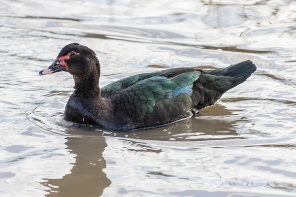 Schwarze Ente Schwimmt Wasser — Stockfoto