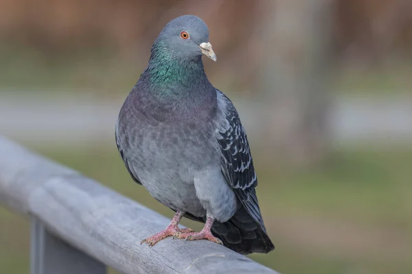 Taube Brückengeländer Mit Bokeh — Stockfoto