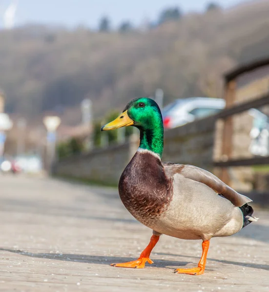 Patos Andando Sobre Ponte — Fotografia de Stock