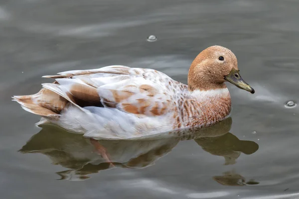 Braune Und Weiße Ente Wasser — Stockfoto