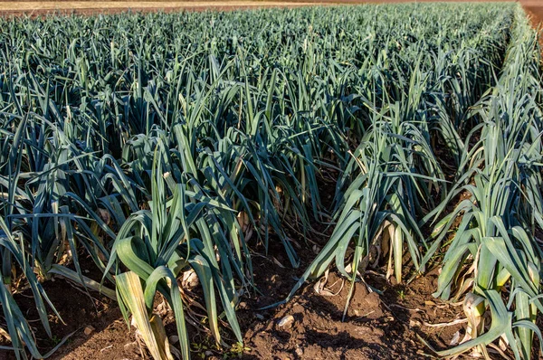 Allium Verduras Diciembre Campo — Foto de Stock