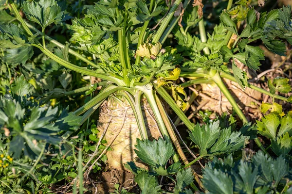 Celery Bulb Ground — 스톡 사진