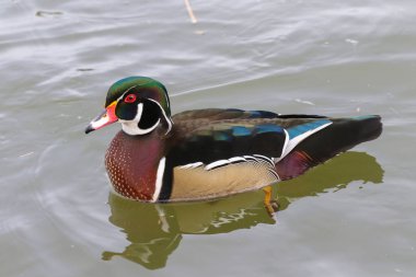 Yüzen gelin ördekler suya batıyor