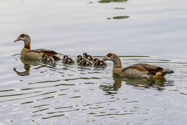 Nil Geese Chicks Swimming Water — 스톡 사진