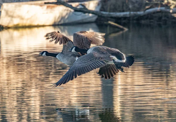 Létající Kanada Husy Nad Vodou — Stock fotografie