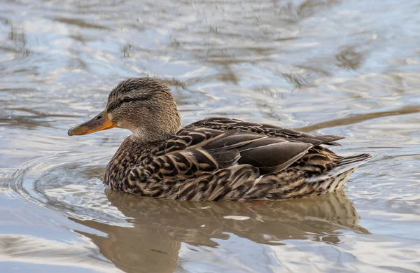 Mallard Fêmea Nadando Água — Fotografia de Stock