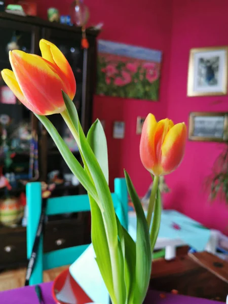 Tulipas Holandesas Uma Cabine Estudo Muito Colorida — Fotografia de Stock