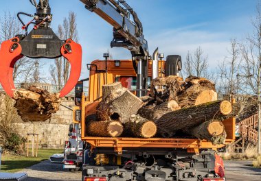 Kazıcı ağaç gövdelerini bir kamyona yüklüyor