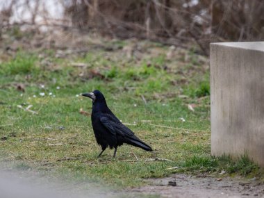 Kale dikkatli bir şekilde parkta yürüyor.
