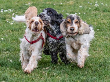 Üç Cocker Spaniels baharda çayırda yarışıyor. Kapat..