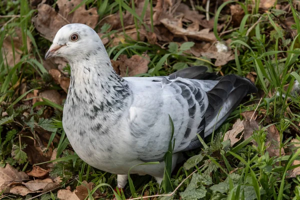 Weiße Taube Brütet Ihre Eier Aus — Stockfoto
