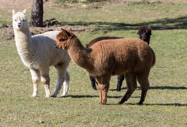 Alpacas Adalah Hewan Kawanan Dan Berasal Dari Andes — Stok Foto