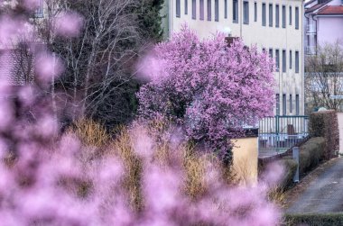 Ön planda ve arka planda çiçek aç