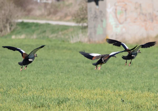 Egyptiska Gäss Flyger Över Ett Fält Våren — Stockfoto