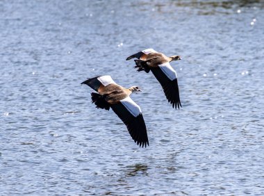 Uçan Mısır Kazları bir nehrin üzerinde