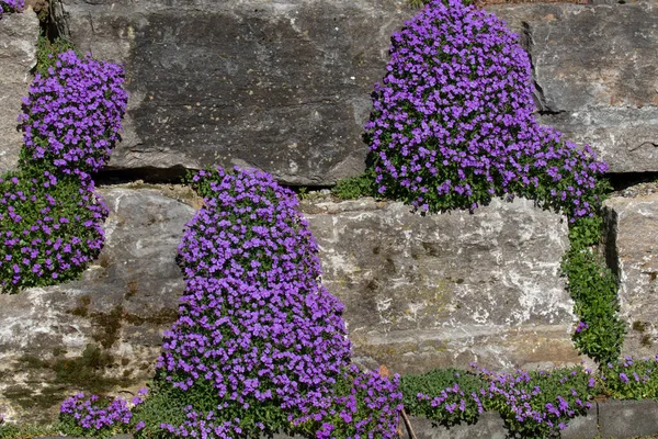 Almohada Aubrietien Azul Una Pared Piedra —  Fotos de Stock