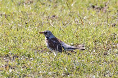 Ardıç kuşu baharda çimenlerde oturur.