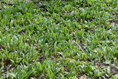 Genç vahşi sarımsak ormanda