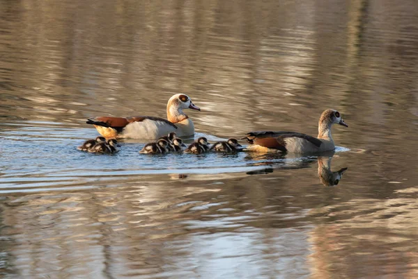 埃及鹅和它们的小鸡在河里 — 图库照片