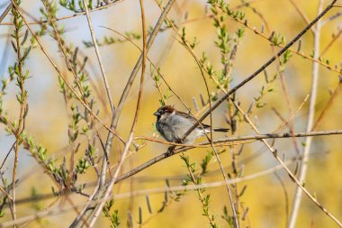 Baharda bir dalda serçe