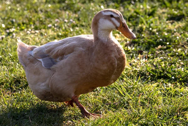 Sächsische Entenweibchen Gras — Stockfoto