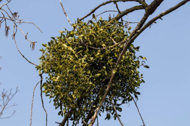 Baharda ağaçta ökseotu