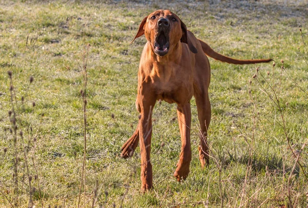 Rhodesian Ridgeback Όμορφο Σκυλί Στη Μεγάλη Ύπαιθρο — Φωτογραφία Αρχείου
