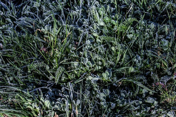 Gefrorene Pflanzen Nach Eiskalter Nacht Frühling — Stockfoto