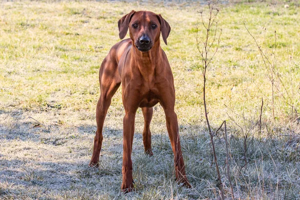 Rhodesian Ridgeback Piękny Pies Wielkim Zewnątrz — Zdjęcie stockowe
