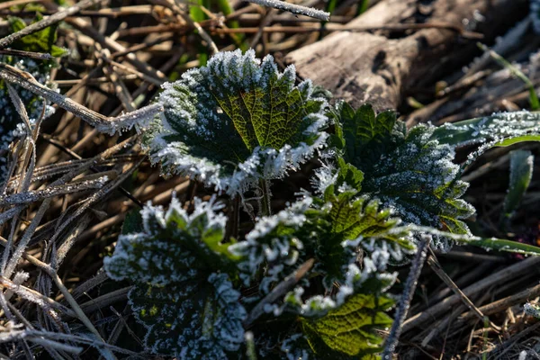 Gefrorene Pflanzen Nach Eiskalter Nacht Frühling — Stockfoto