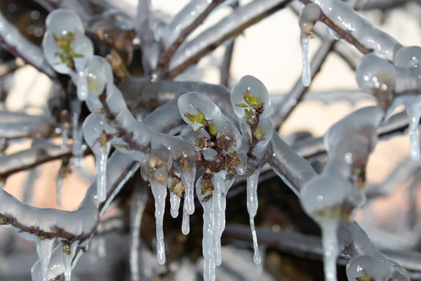 Froststreuung Zum Schutz Der Aprikosen Und Pfirsichblüten Vor Dem Erfrieren — Stockfoto