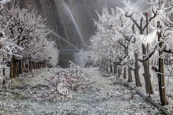 Frost Sprinkling Protect Apricot Peach Blossoms Freezing — Stock Photo, Image