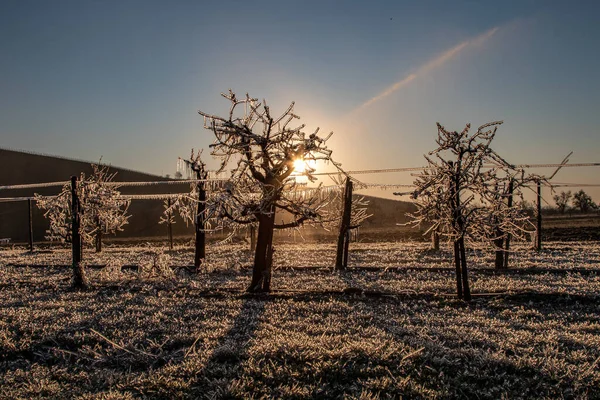 Froststreuung Zum Schutz Der Aprikosen Und Pfirsichblüten Vor Dem Erfrieren — Stockfoto