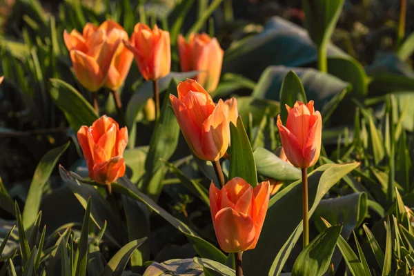 Divoké Oranžové Tulipány Vinici — Stock fotografie