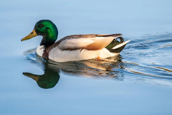 Mallard Drake Shimmers Água — Fotografia de Stock