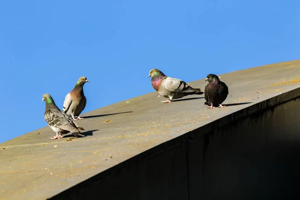 Vier Tauben Auf Einem Brückenbogen — Stockfoto