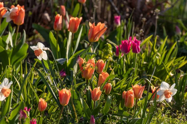 Jarní Louka Parku Narcisy Tulipány Ranním Světle — Stock fotografie