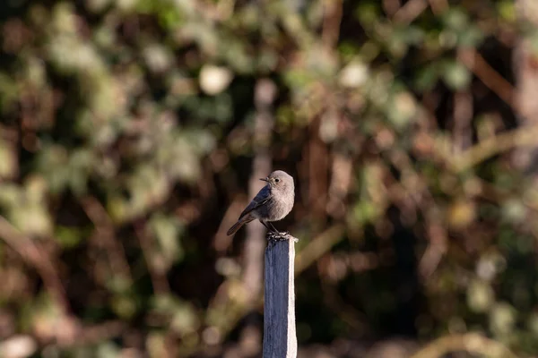 Redstart Parktaki Bir Levrekte Oturuyor — Stok fotoğraf