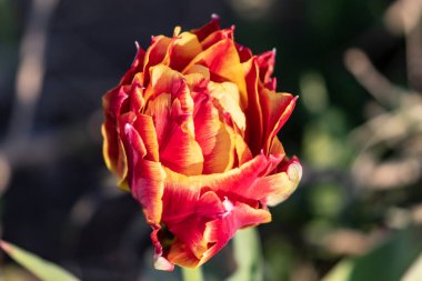 Kırmızı sarı turuncu lale