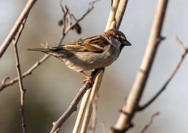 Sparrow Spring Branch — Stock Photo, Image