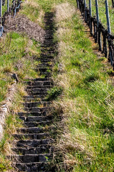 Longas Escadas Pedra Uma Vinha Franconia — Fotografia de Stock