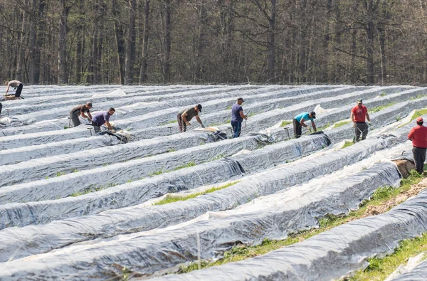 Asparagus Stinging Harvest Helpers Eastern Europe — Stock Photo, Image
