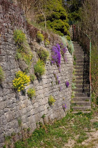 Coloridas Flores Primavera Crecen Una Pared Piedra Junto Una Escalera —  Fotos de Stock